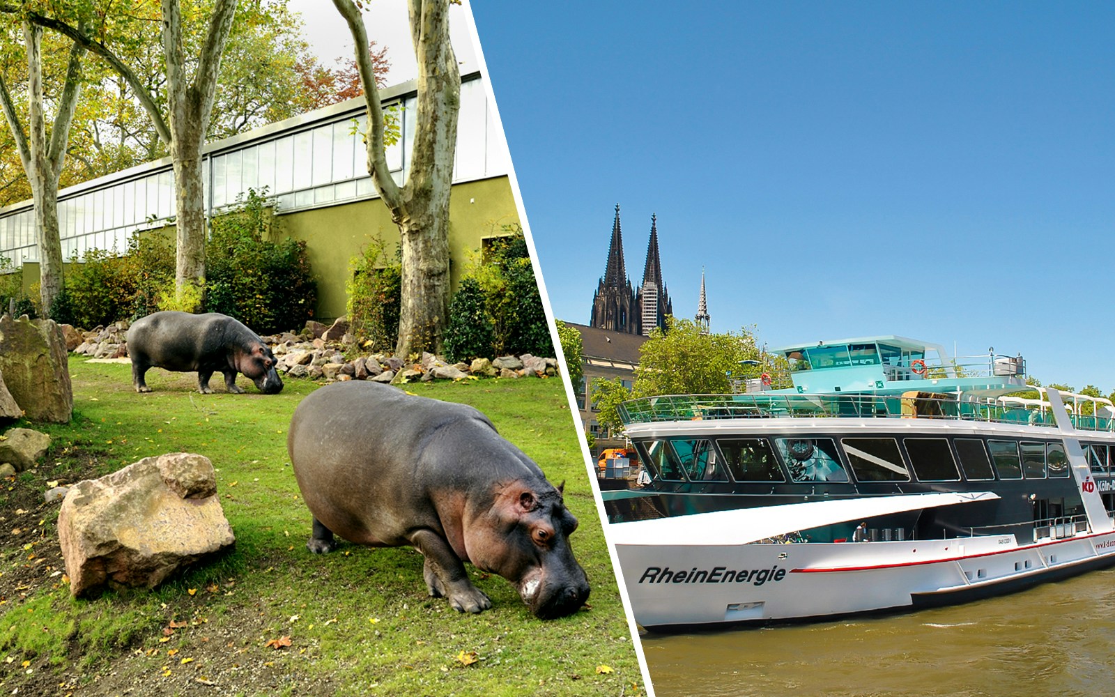 Cologne Zoo hippos and Rhine cruise boat with Cologne Cathedral in background.