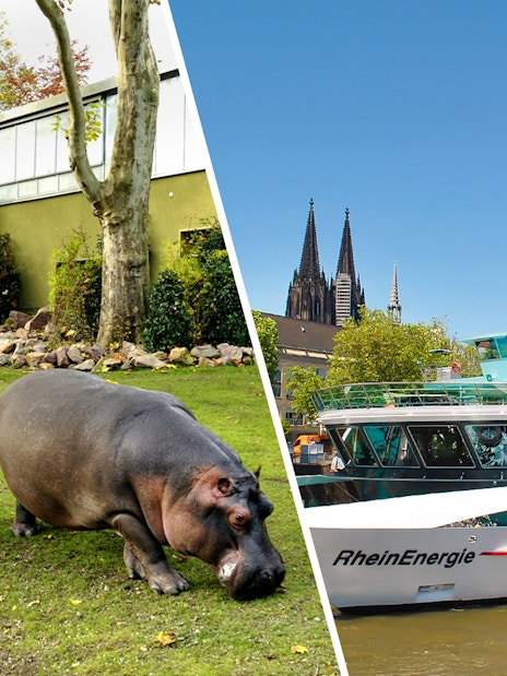 Cologne Zoo hippos and Rhine cruise boat with Cologne Cathedral in background.