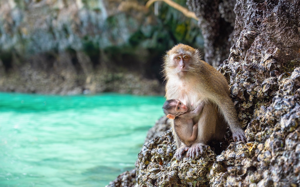 Macaques on rocky shore of Monkey Island, Phi Phi Islands.