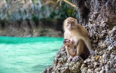 Macaques on rocky shore of Monkey Island, Phi Phi Islands.