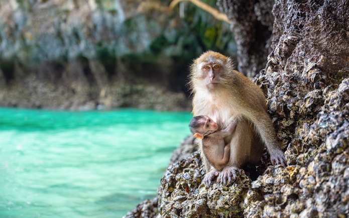 Macaques on rocky shore of Monkey Island, Phi Phi Islands.