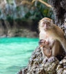 Monkey Beach