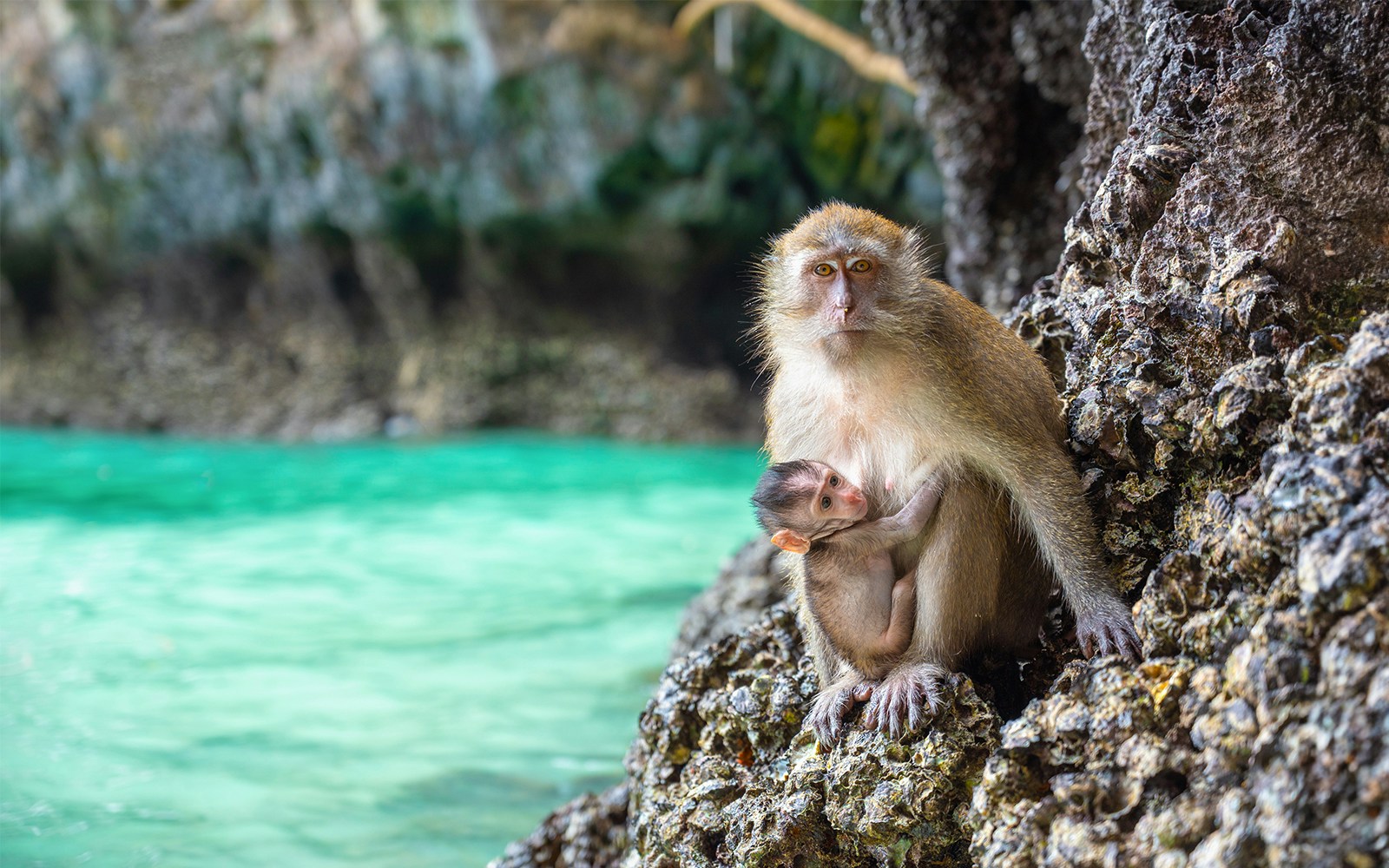 Macaques on Monkey Island, Phi Phi Islands