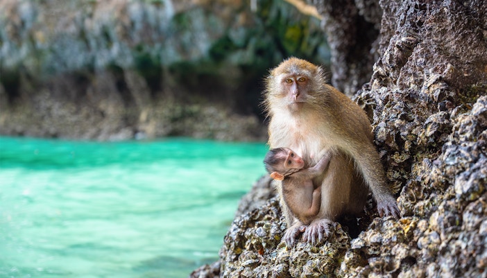 Macaques on Monkey Island, Phi Phi Islands