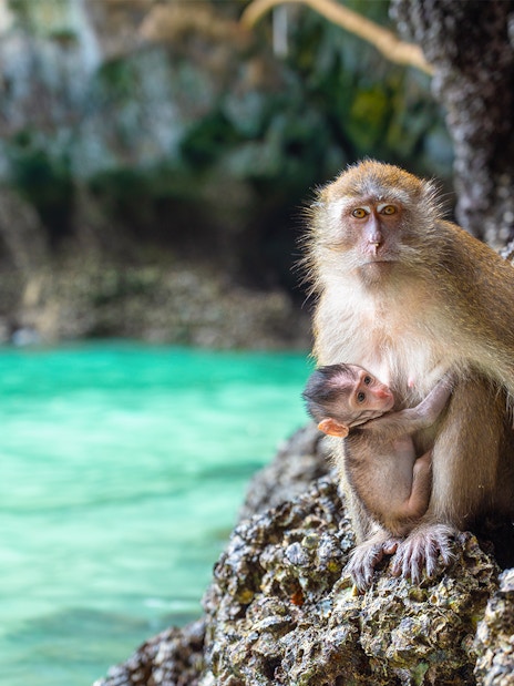 Macaques on rocky shore of Monkey Island, Phi Phi Islands.