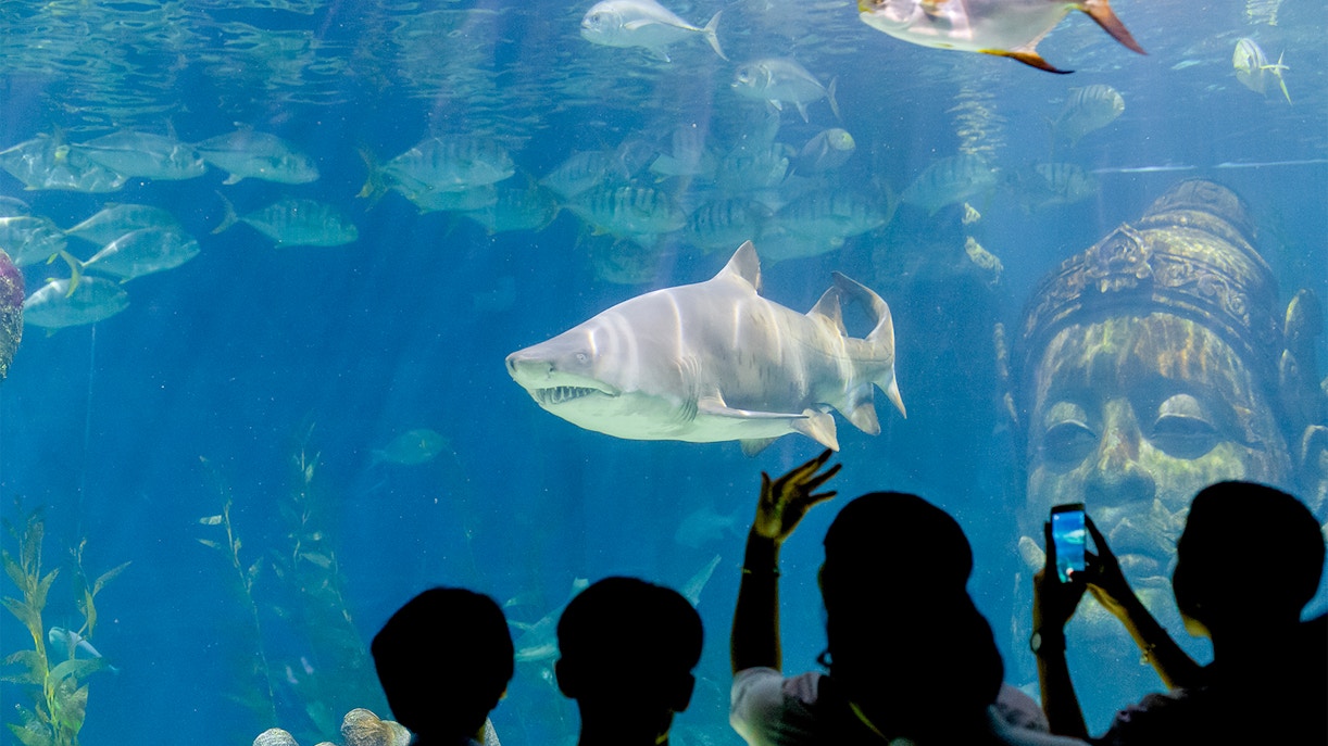 Visitors exploring the vibrant marine life at SEA LIFE Bangkok Tropical Ocean, a popular tourist attraction in Thailand