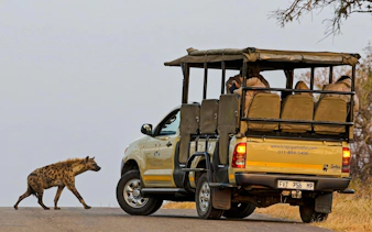 Hyena crossing road near safari vehicle during Kruger Park Safari Drive.