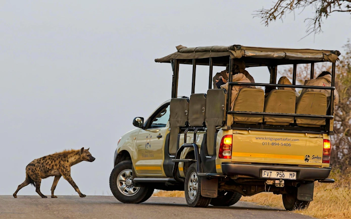 Hyena crossing road near safari vehicle during Kruger Park Safari Drive.