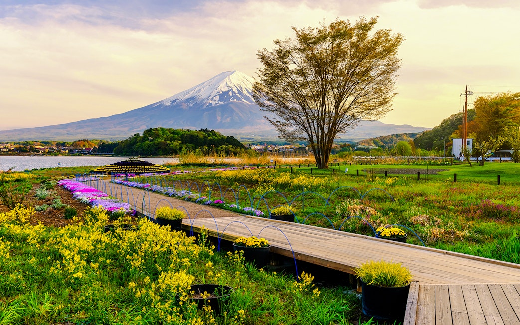 Oishi Park with vibrant flowers and Mt. Fuji in the background.
