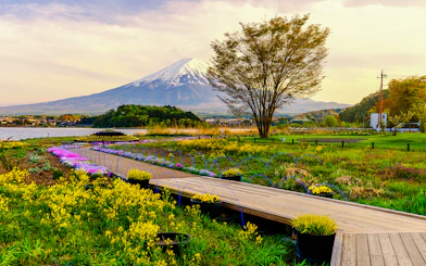 Oishi Park with vibrant flowers and Mt. Fuji in the background.