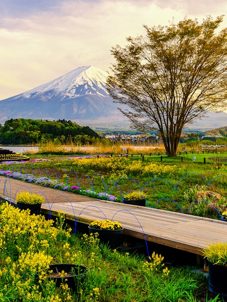 Oishi Park with vibrant flowers and Mt. Fuji in the background.