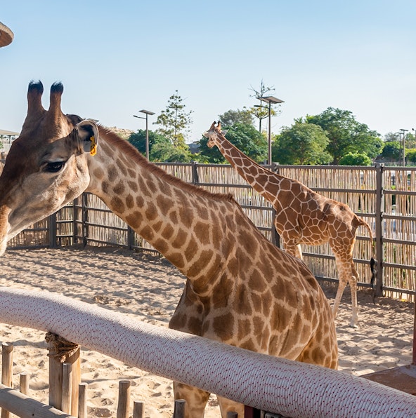 Plan your visit to the Dubai Safari Park: A handy guide