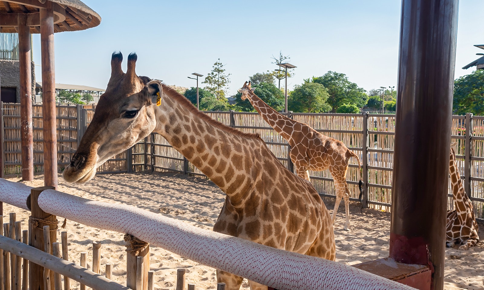 Dubai Safari Park