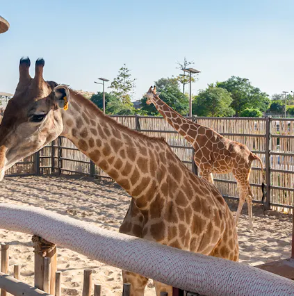 Plan your visit to the Dubai Safari Park: A handy guide