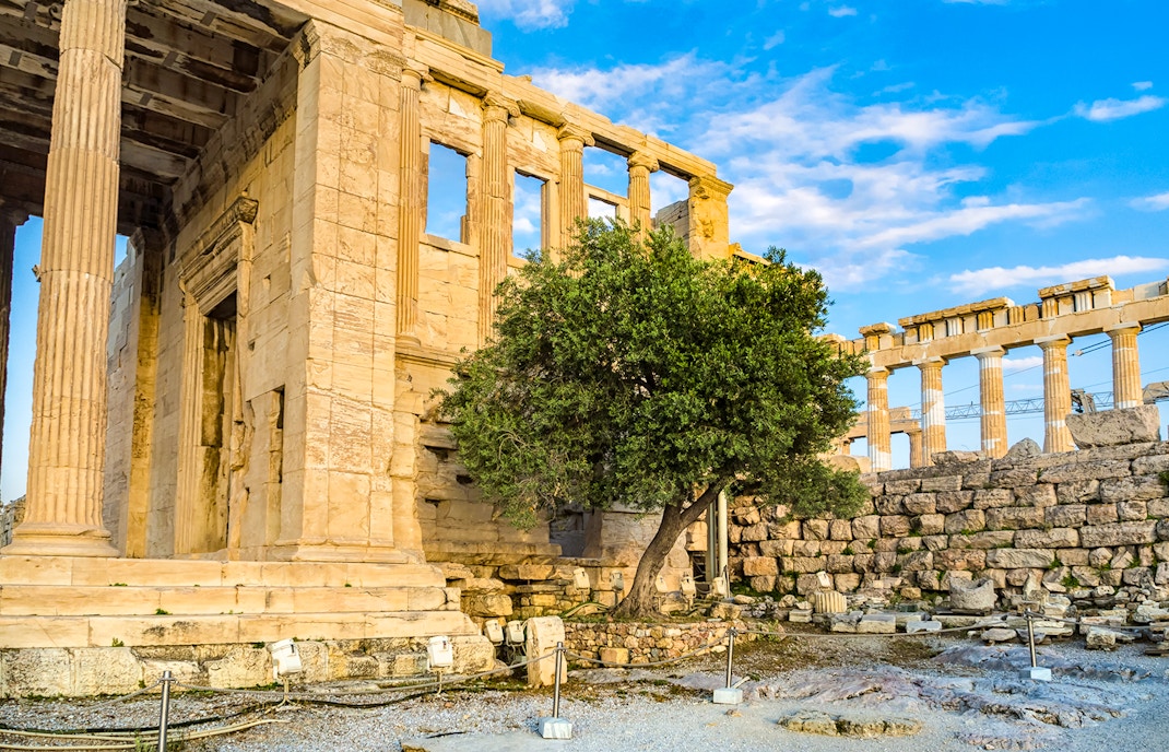 Erechtheion's Sacred Olive Tree on the Acropolis, Athens, Greece.