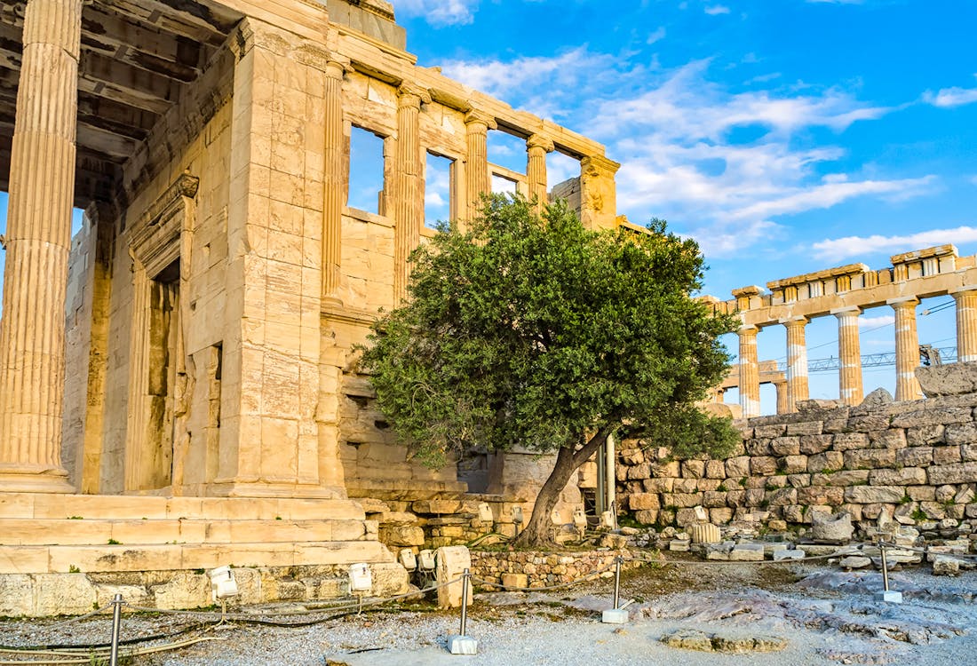 Erechtheion's Sacred Olive Tree