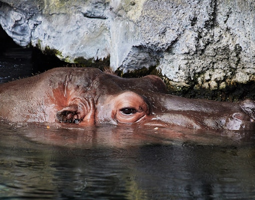 Encounters with Keepers - The Hippopotamuses