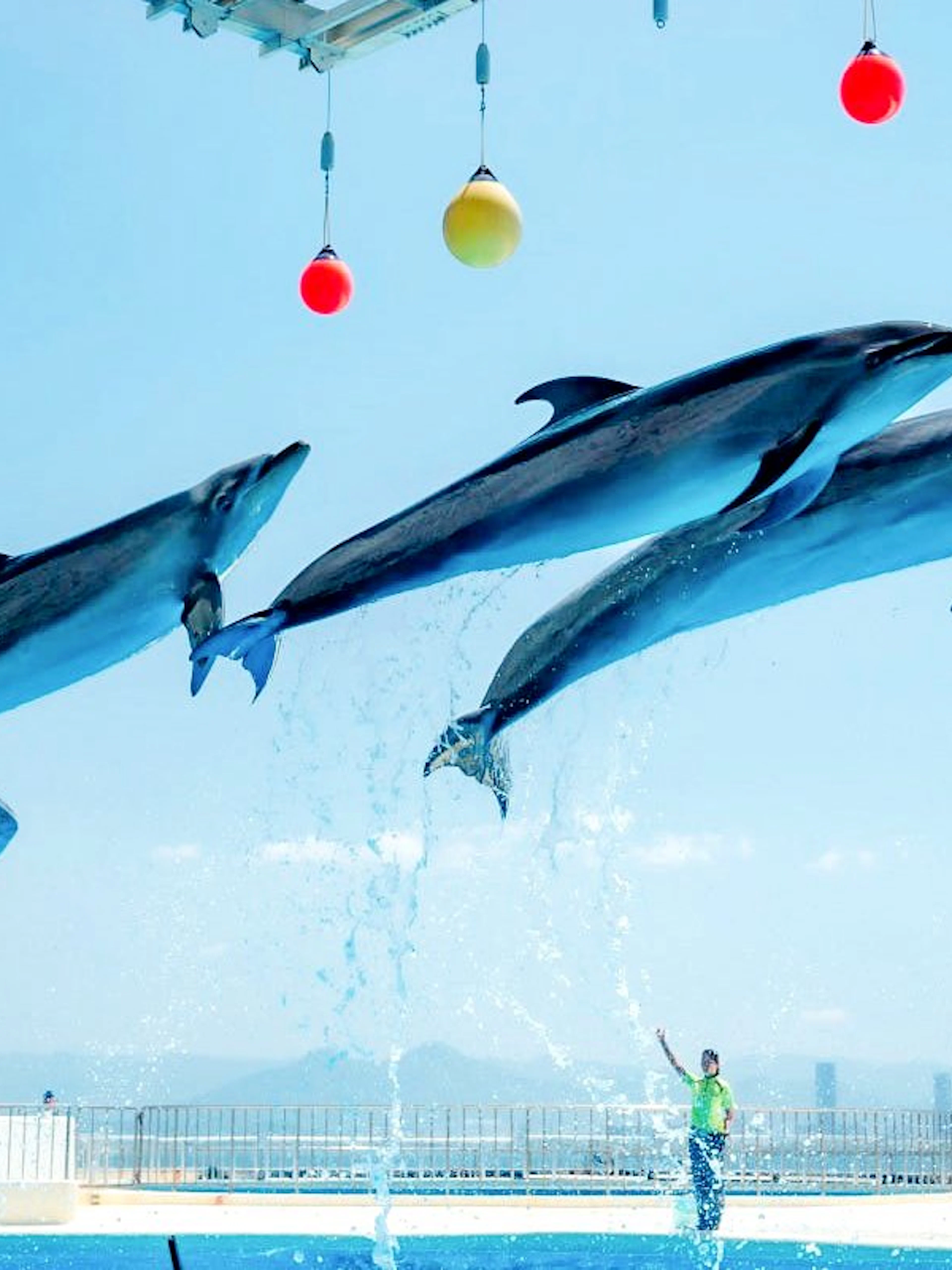 Dolphins performing at Fukuoka Marine World Uminonakamichi.