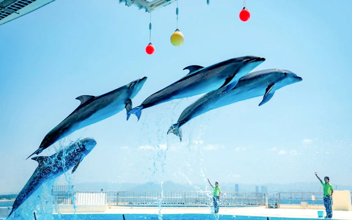 Dolphins performing at Fukuoka Marine World Uminonakamichi.