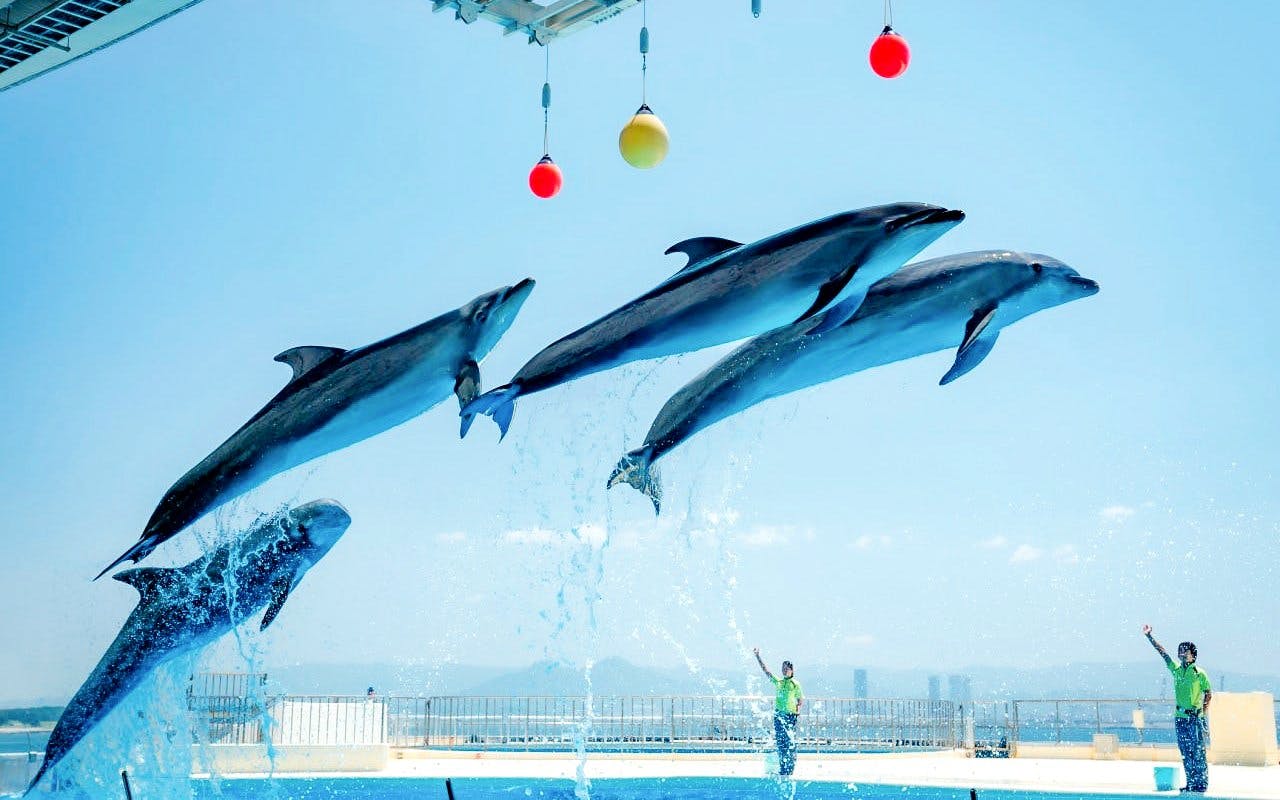 Dolphins performing at Fukuoka Marine World Uminonakamichi.