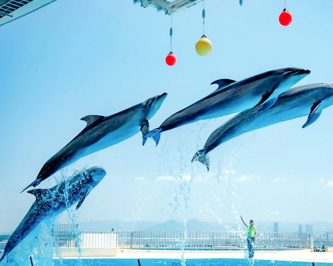 Marine World Uminonakamichi Tickets