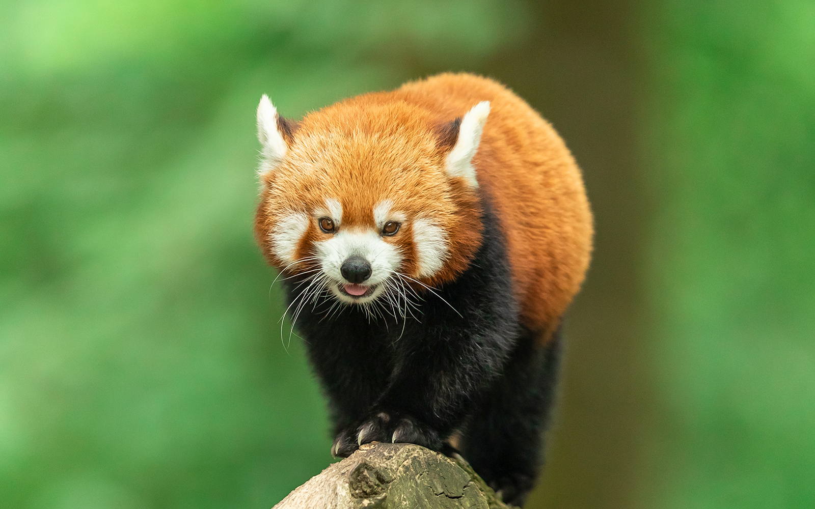 Red panda resting on a tree branch at a wildlife sanctuary in China.