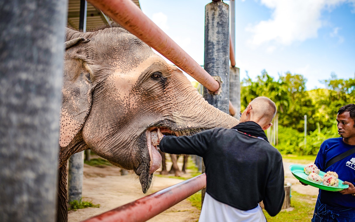 Feeding an elephant at Bukit Elephant Park with a guide holding food.
