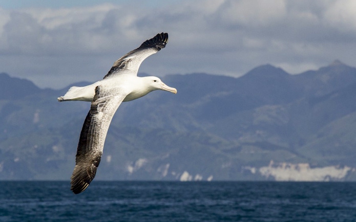 Albatross flying over ocean with Kaikoura mountains in background.