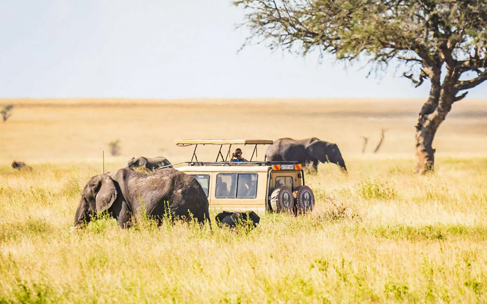 Safari por la tarde