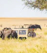 Safari por la tarde