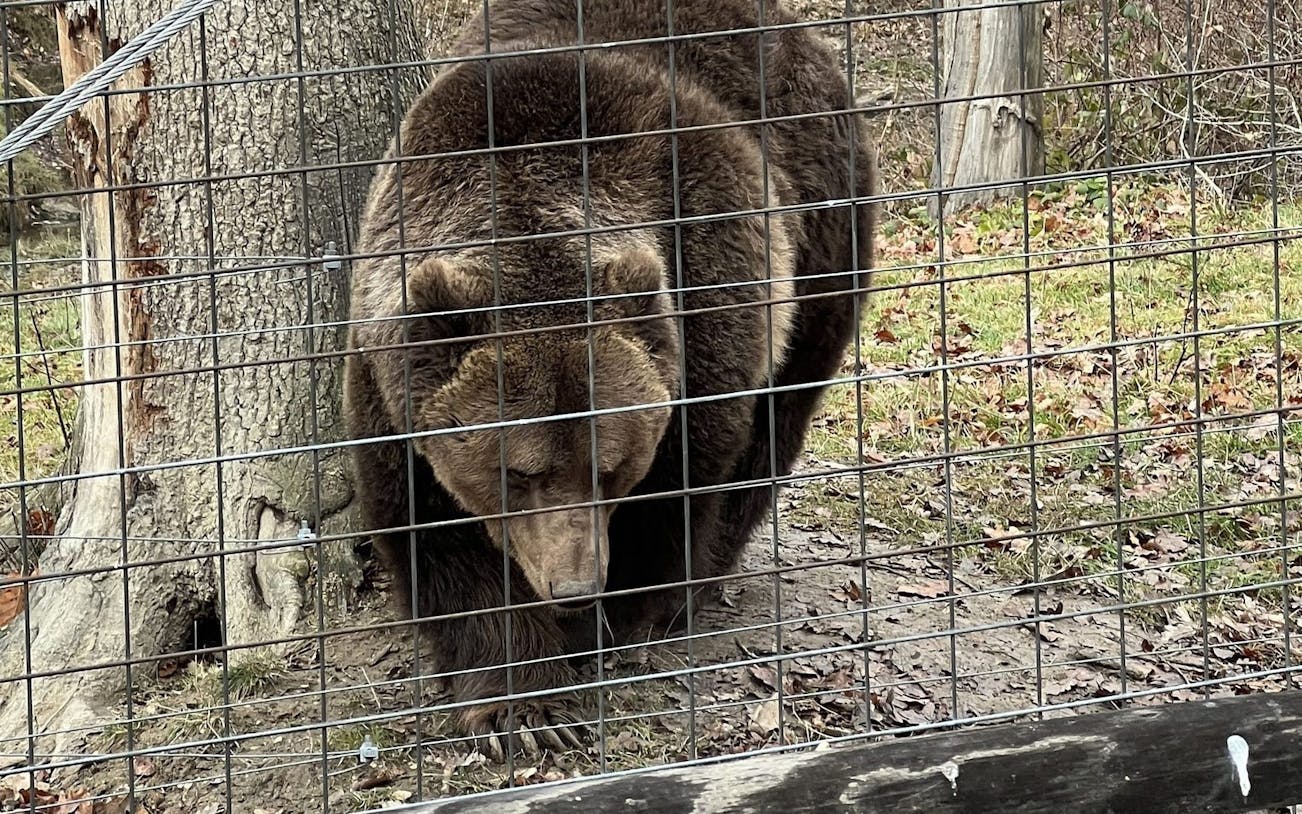 brașov bear sanctuary tour, small group-3