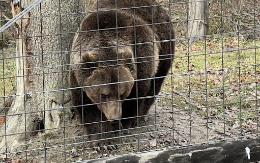 visite du sanctuaire des ours de brașov, en petit groupe-3