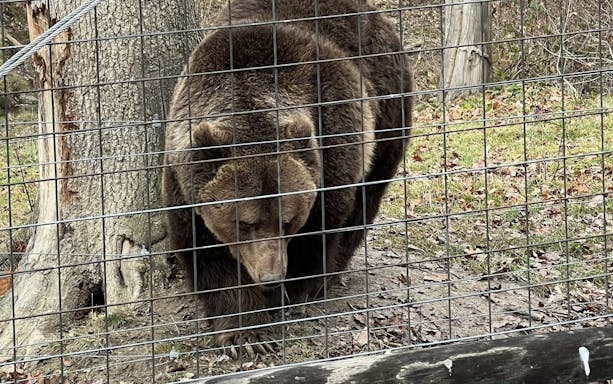 brașov bear sanctuary tour, small group-3