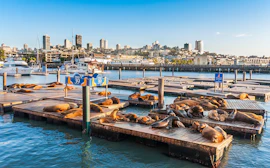 Les otaries du Pier 39