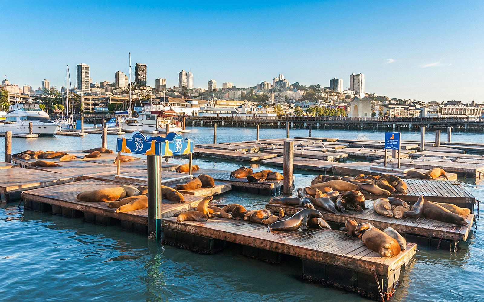 Sea lions basking on wooden docks at Pier 39, San Francisco, with Alcatraz Island in the background.