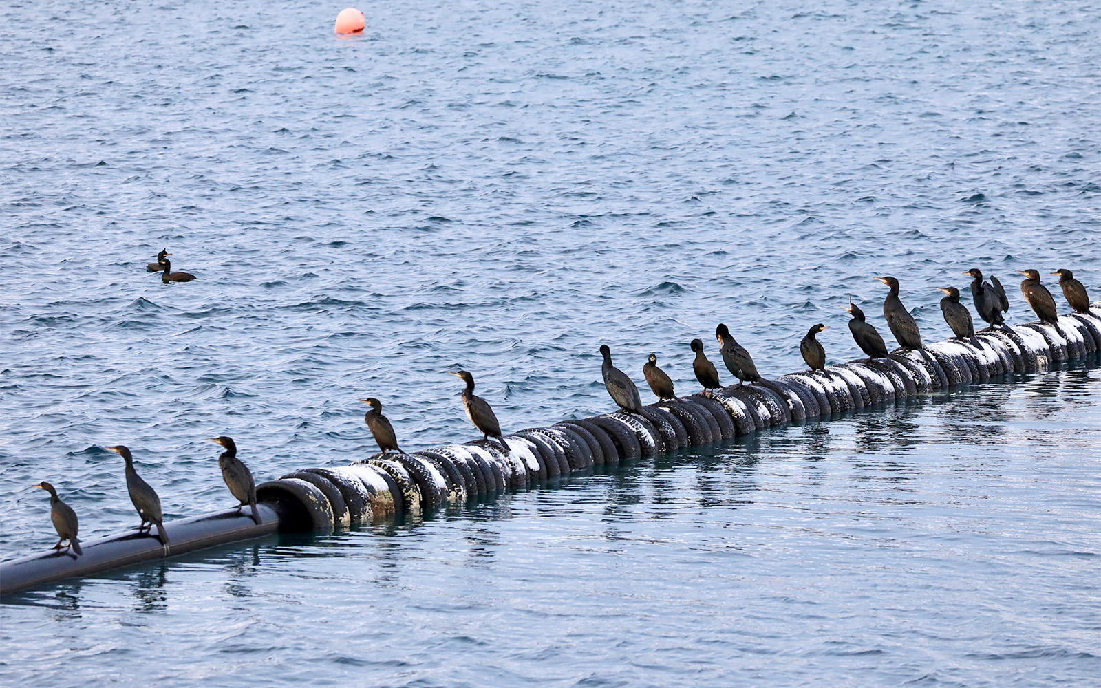 Andere Arctische Wildlife Waarneming