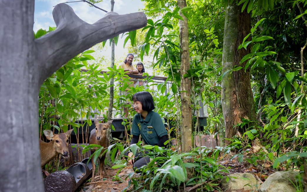 Ranger engaging with deer on forest floor, visitors observing from platform.