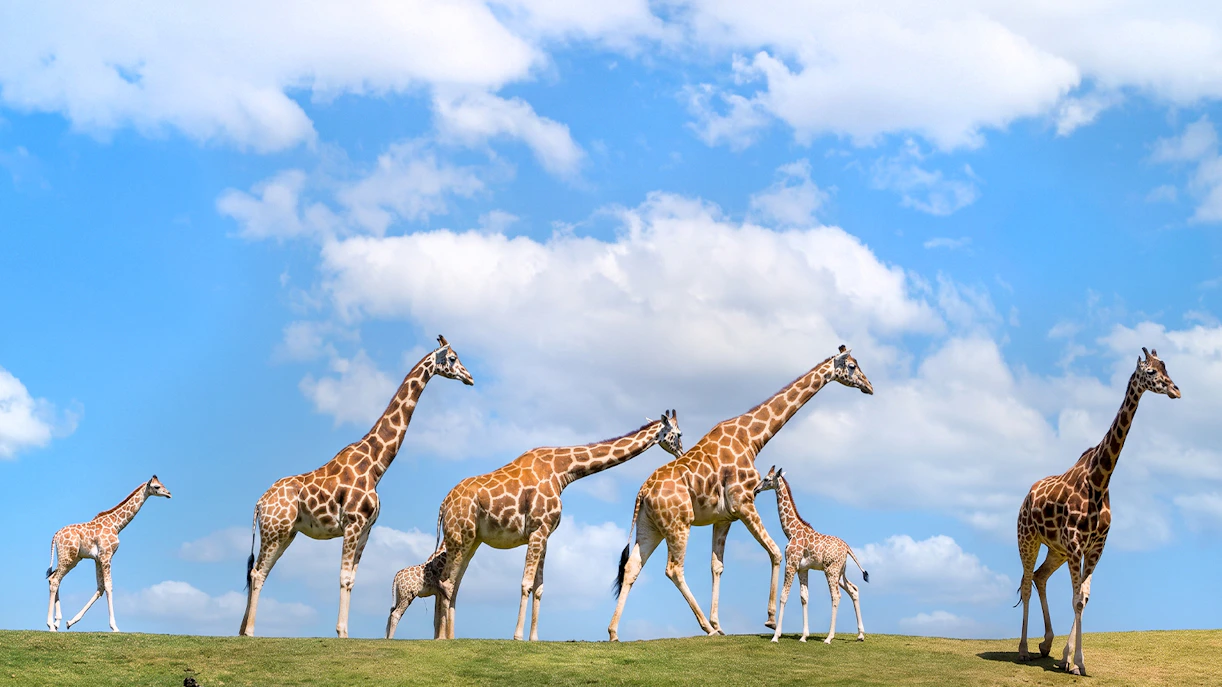 How long should I spend at San Diego Zoo
