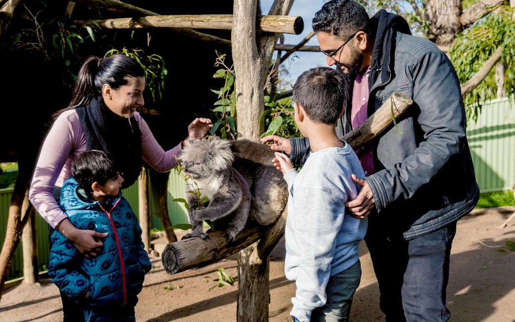 Family interacting with a koala at Ballarat Wildlife Park, Melbourne.