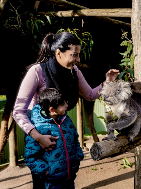 Family interacting with a koala at Ballarat Wildlife Park, Melbourne.