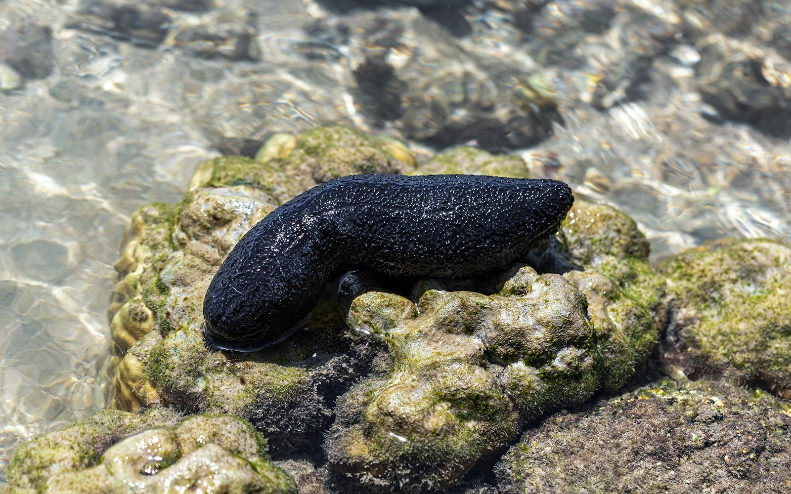 Black sea cucumber in water