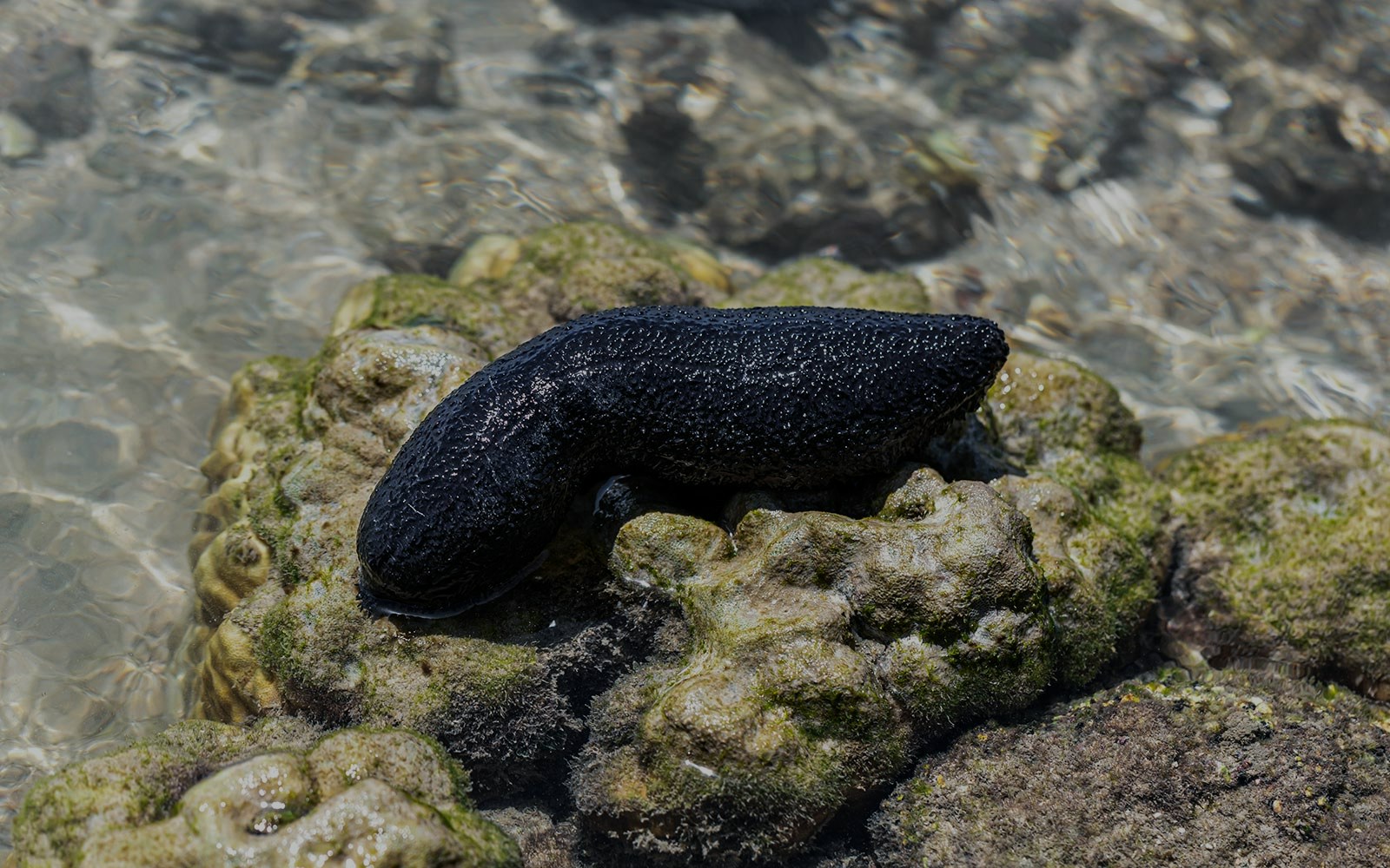 Black sea cucumber resting on rocky seabed in clear water.