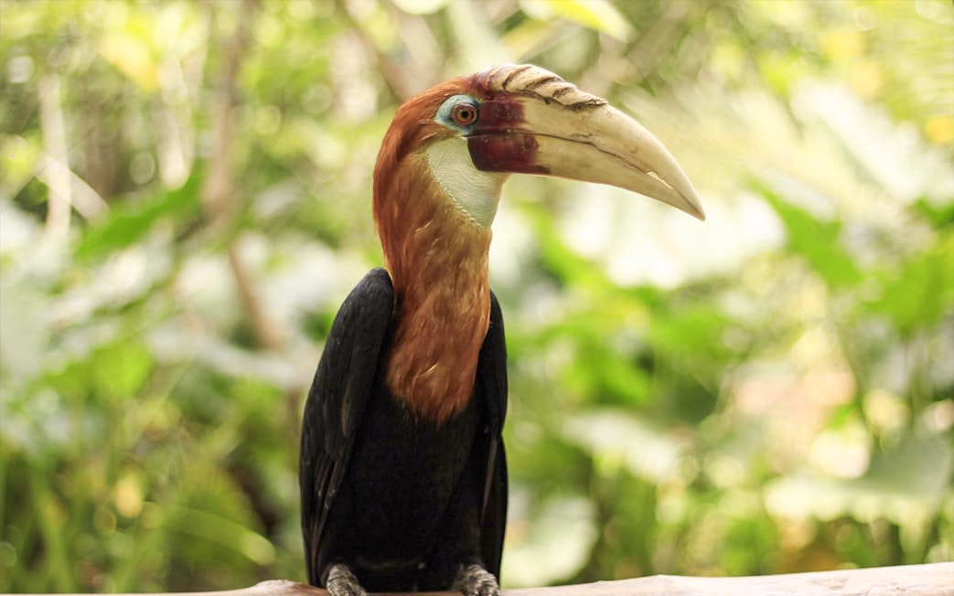 Hornbill bird at Lombok Wildlife Park, Indonesia.
