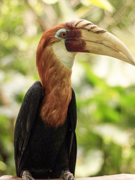Hornbill bird at Lombok Wildlife Park, Indonesia.