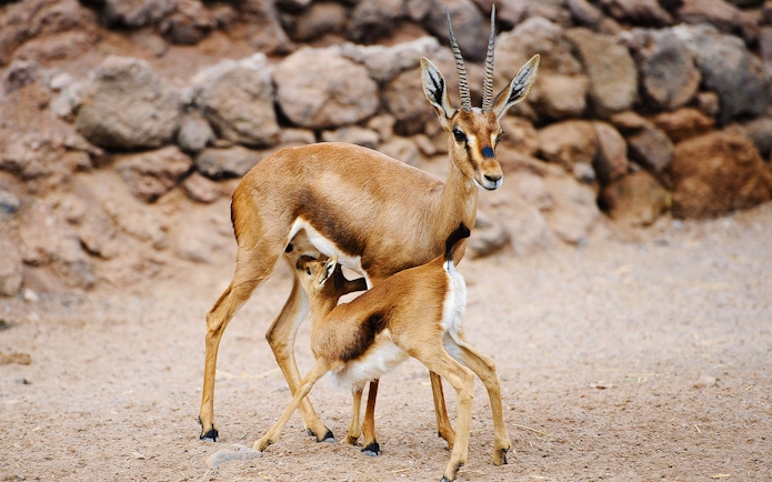 Gazelle nursing its calf at Oasis Wildlife Fuerteventura.