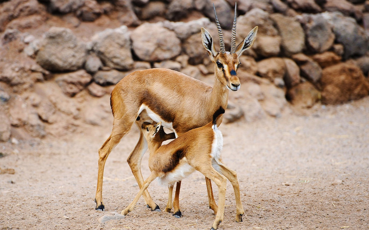 Gazelle nursing its calf at Oasis Wildlife Fuerteventura.