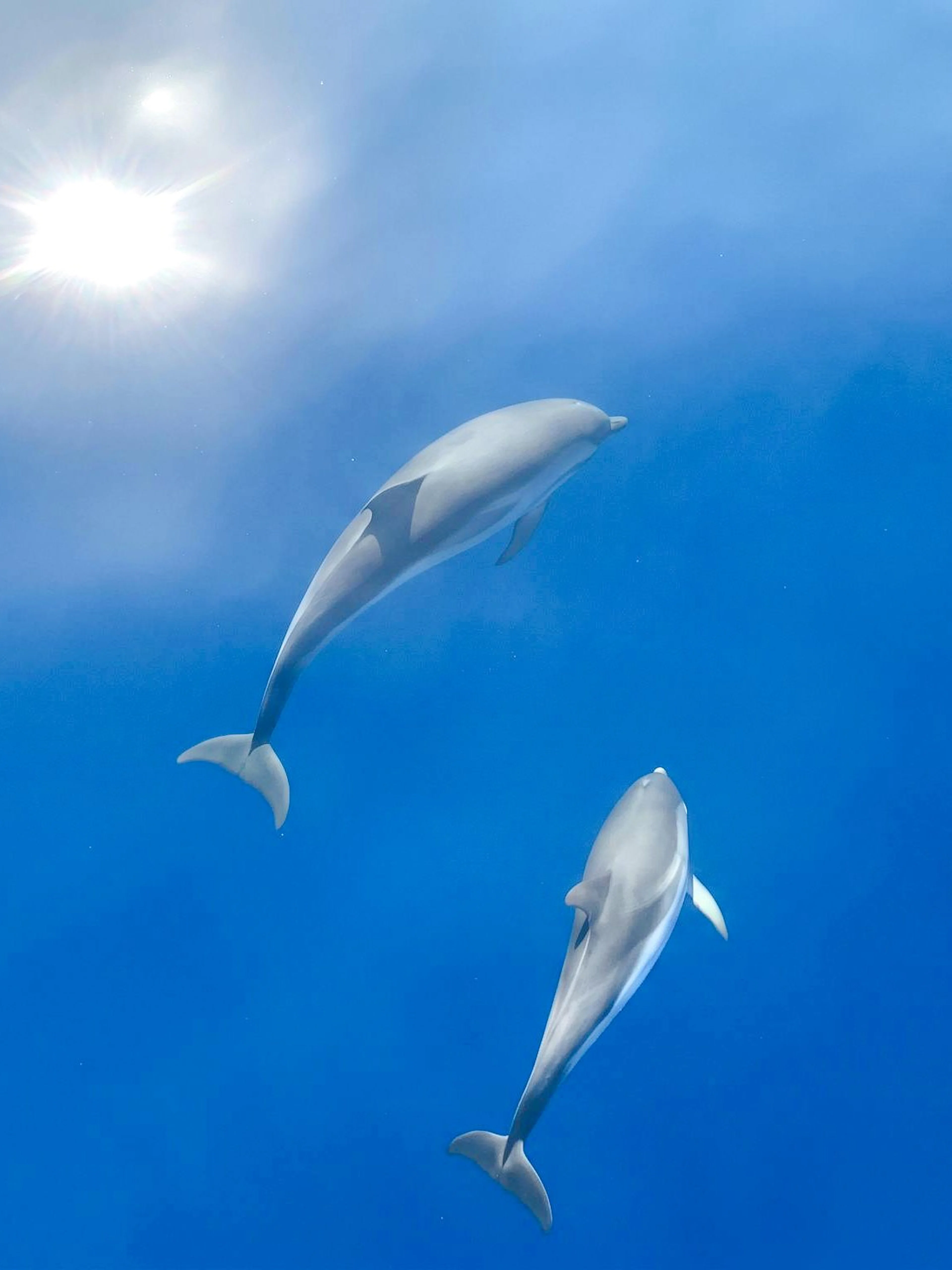 Dolphins swimming in clear blue ocean during observation boat tour.