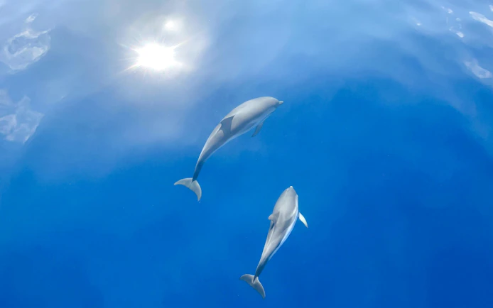 Dolphins swimming in clear blue ocean during observation boat tour.