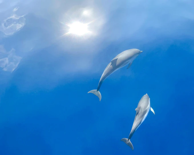 Dolphin-Watching Cruise in the Pelagos Sanctuary