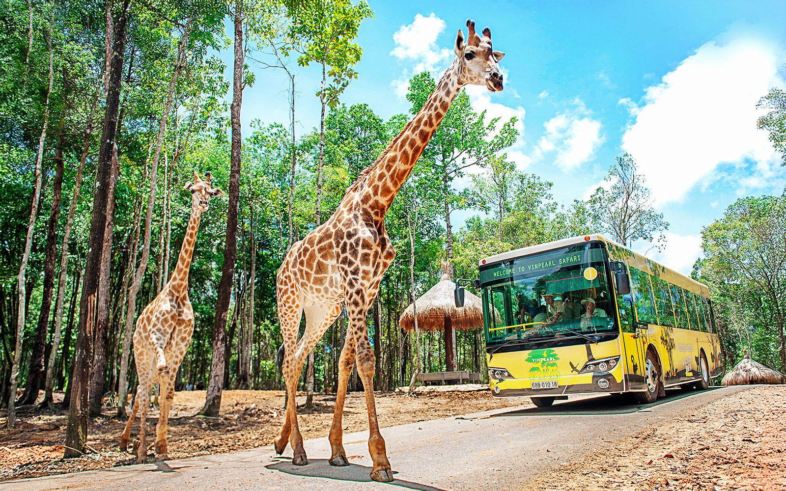 Giraffes walking near a Vinpearl Safari tour bus in a lush forest setting.